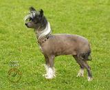 Chinese Crested